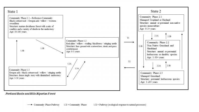 Model diagram