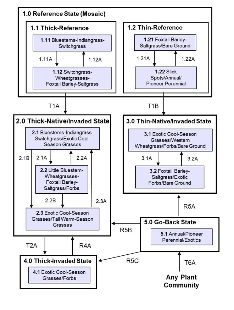Model diagram