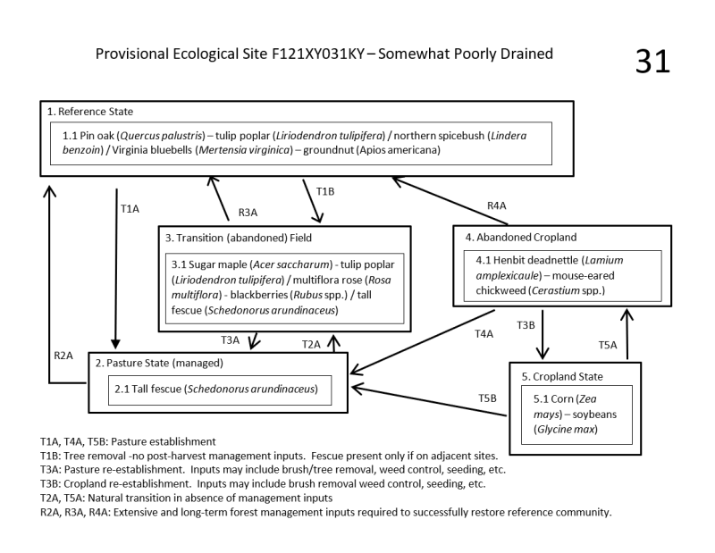 Model diagram