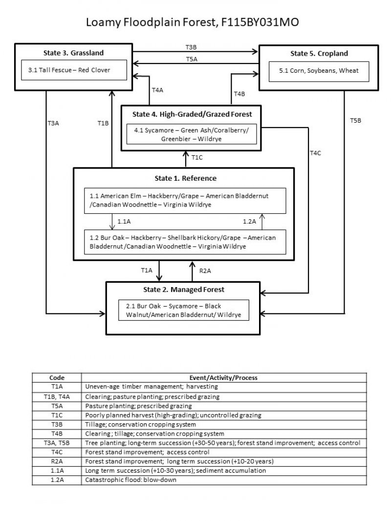 Model diagram