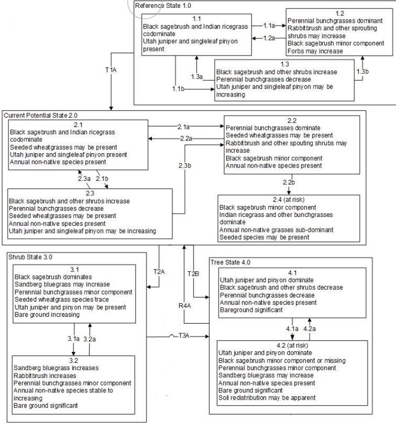 Model diagram