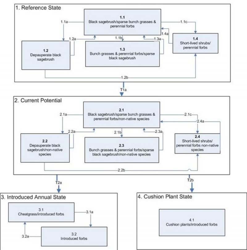 Model diagram