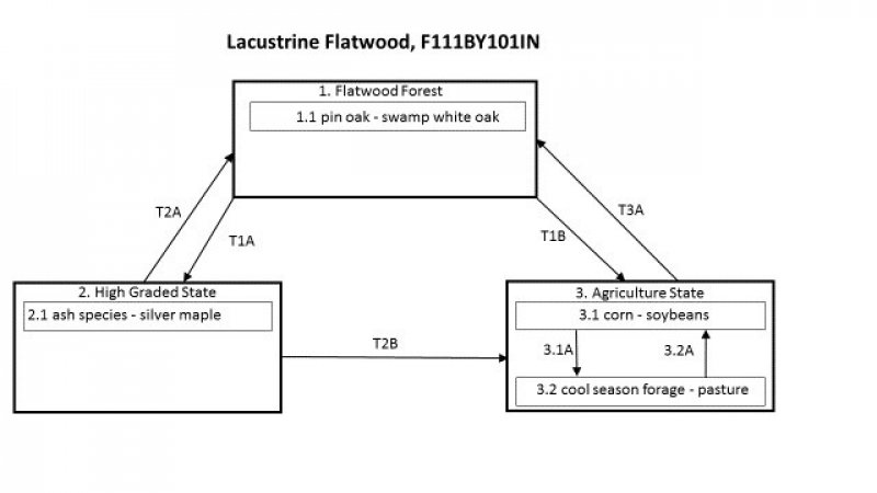 Model diagram