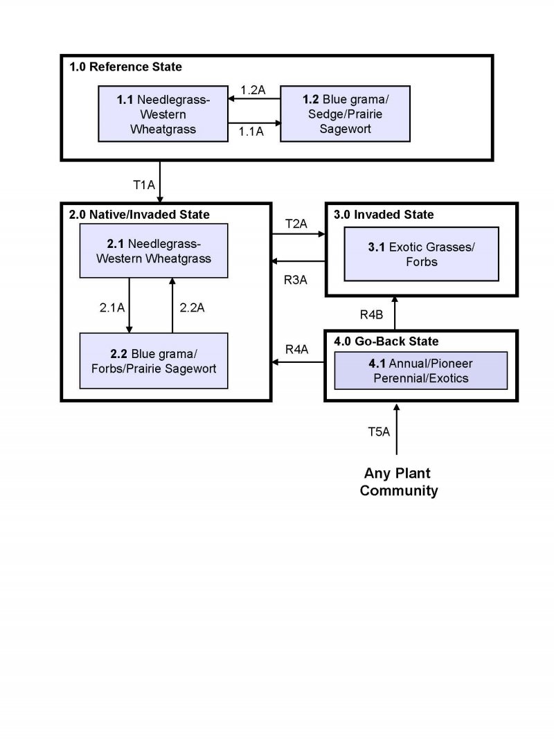 Model diagram