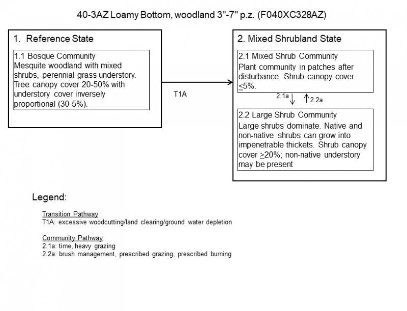 Model diagram