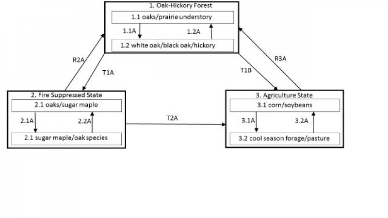 Model diagram