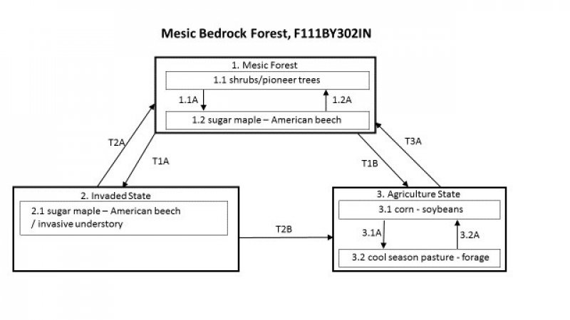 Model diagram