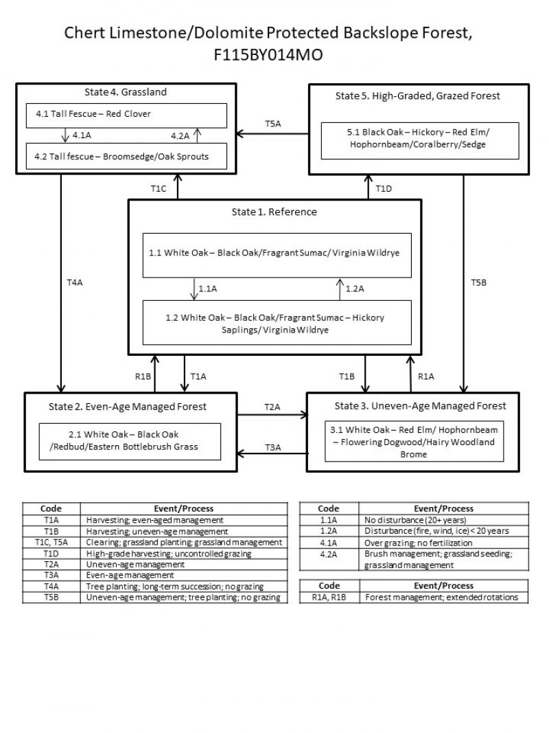 Model diagram