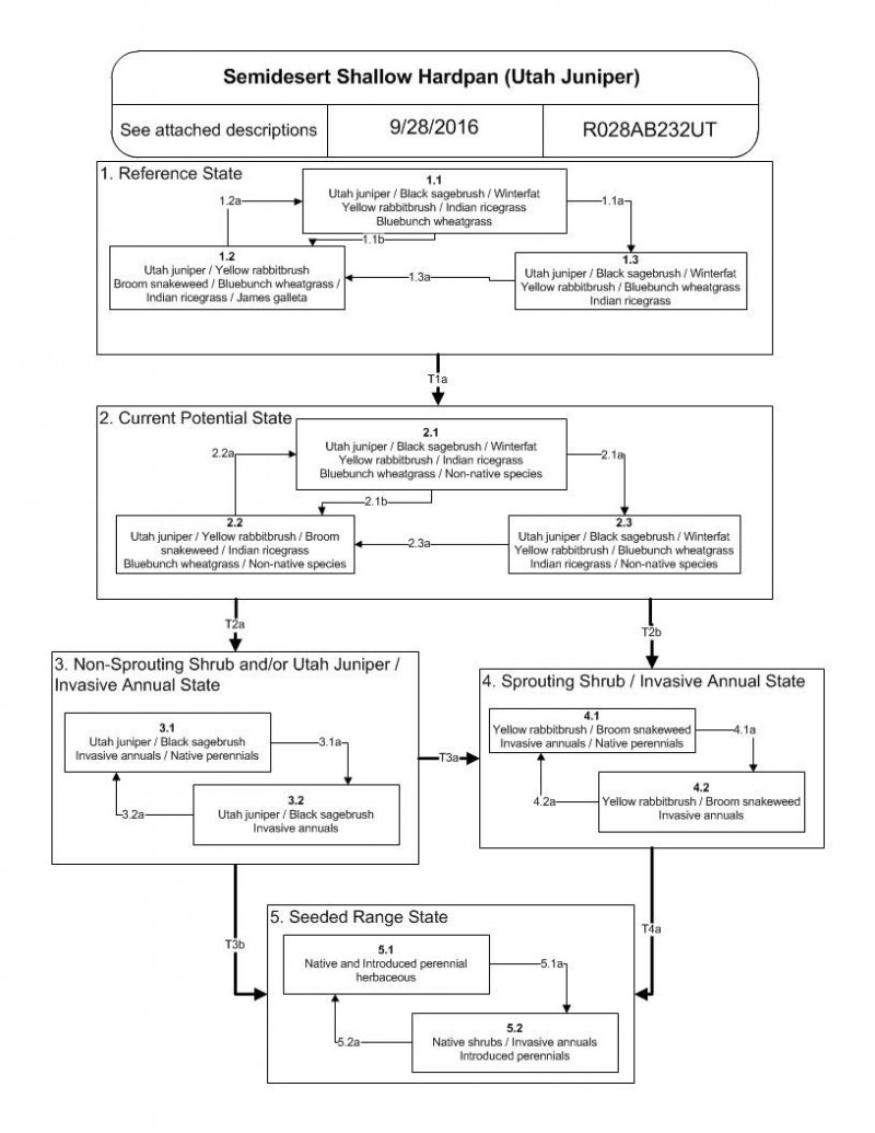 Model diagram