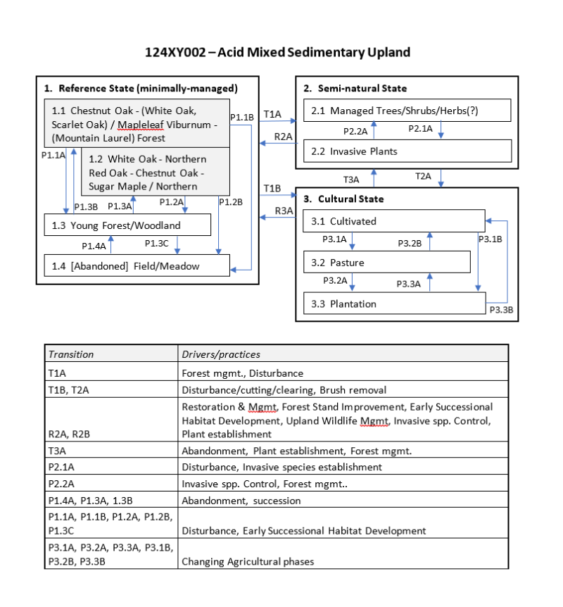 Model diagram