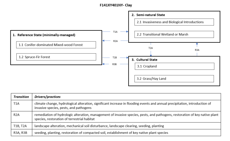 Model diagram