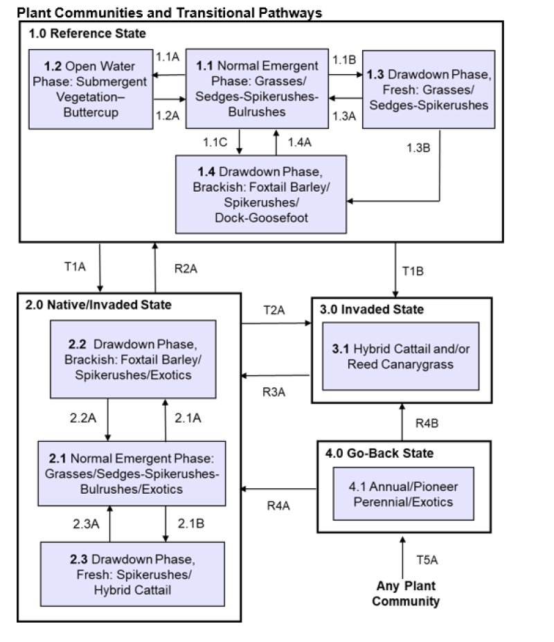 Model diagram