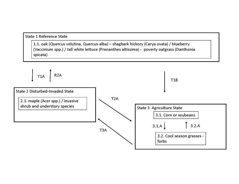 Model diagram