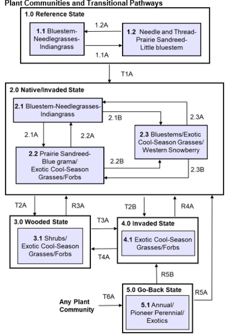 Model diagram
