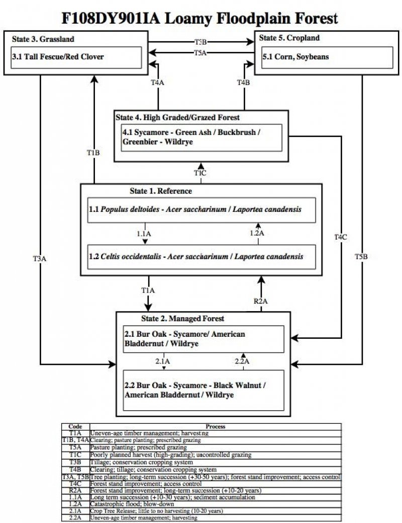 Model diagram