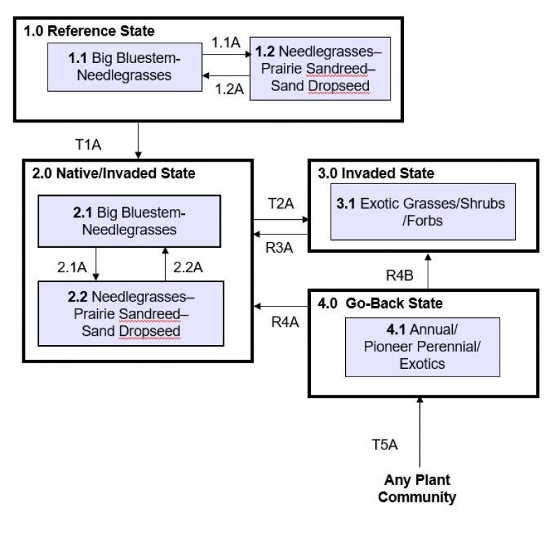 Model diagram