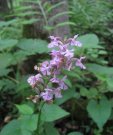 purplefringeorchid