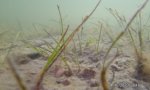 seagrass5 shoalgrass