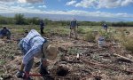 Kealia Plantings and Weeding Day