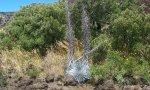R161AY002 State 1 SILVERSWORD PLANT